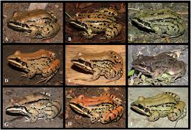 Maybe you would like to learn more about one of these? A New Frog Of The Leptodactylus Fuscus Species Group Anura Leptodactylidae Endemic From The South American Gran Chaco Peerj