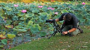 Check spelling or type a new query. Lotus Flower The Wild Side Of Singapore