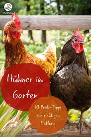 Huhner Im Garten 10 Profi Tipps Zur Richtigen Haltung Plantura In 2020 Huhner Im Garten Huhnerhaltung Im Garten Huhnerrassen
