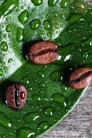 We did not find results for: Coffee Beans Green Leaf Water Droplets 1242x2688 Iphone 11 Pro Xs Max Wallpaper Background Picture Image