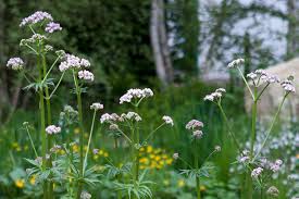 Image result for Valeriana