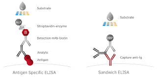 Once you understand the principle of each type of elisa, you will have to decide which elisa technique you want to use. Ig Elisa