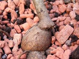 Image result for Euphorbia espinosa