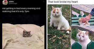 101 funny saturday memes will have you laughing from morning till night. Lolcats Caturday Lol At Funny Cat Memes Funny Cat Pictures With Words On Them Lol Cat Memes Funny Cats Funny Cat Pictures With Words On