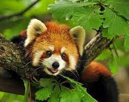 Red pandas, like giant pandas, are bamboo eaters native to asia's high forests. Image Result For Sikkim Red Panda Only One Image Red Panda Cute Animals Beautiful Cute Animals