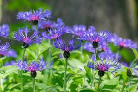 Image result for Centaurea praecox