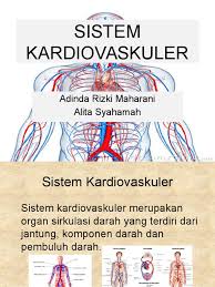 Sistem vaskuler darah ini berfungsi untuk menyebarkan oksigen, bahan nutrisi, antibody dan hormon ke seluruh jaringan tubuh serta mengumpulkan karbon dioksida dan produk limbah metabolik lain untuk dikeluarkan melalui organ ekskretoris. Sistem Kardiovaskuler