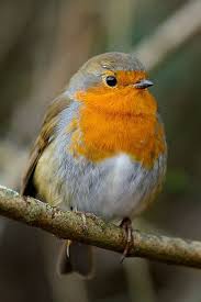 Pin By Valeria Romero On Animals Birds I Ve Seen Pet Birds Animals Beautiful Animals