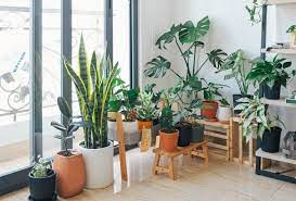 Tips para crear un buen clima de trabajo eficiente y cómodo. Decorar Con Plantas Exoticas El Interior De Tu Casa Moove Magazine