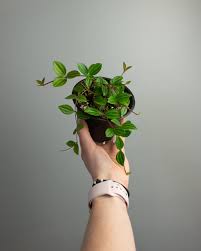 Image result for Duosperma quadrangulare