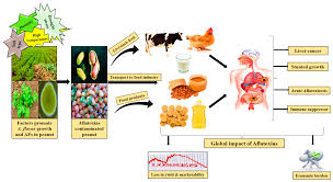 Image result for Mycotoxin