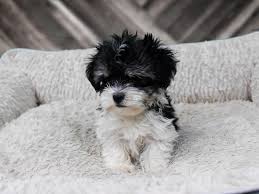 Why buy a havanese puppy for sale if you can adopt and save a life? Visit Our Havanese Puppies For Sale Near Waukesha Wisconsin