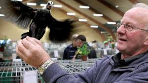 1000 høns og duer på udstilling