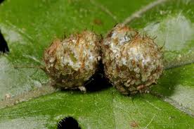 Image result for Tectaria angelicifolia