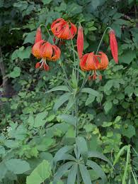 Image result for Lotus wildii