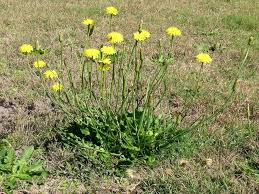 Image result for Hypochaeris radicata