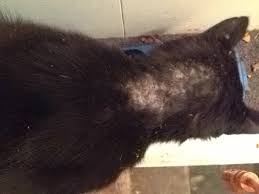Notedres mites create inflamed areas that are extremely irritated and itchy to the cat. Does My Cat Have Mange Thecatsite