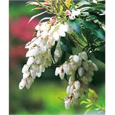 新装改訂版 万葉の花 四季の花々と歌に親しむ 片岡寧豊 本 通販 Amazon