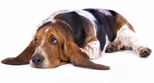 It looks like they're flying through the air like superdog, or maybe they're so tired from that game of fetch that those legs now have a mind of their own. Hind Leg Weakness In Dogs Signs And Symptoms