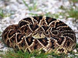Snakes Snake Photos Snake Reptile Snakes