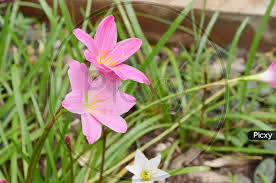 Long legs and pink pussy, am i fuckable enough? Image Of Beautiful Wild Pink Lily Flower With Tree Bark In Background Bx569684 Picxy