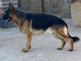 This map was created by a user. German Shepherd Puppies For Sale In Va Pets Lovers