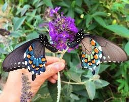 They were pipevine swallowtail butterflies, a male and a female, flitting about in the neighborhood of a very large dutchman's pipevine (aristolochia macrophylla), the plant that gives them their name. How One Man Repopulated A Rare Butterfly Species In His Backyard Vox