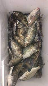 سمك صافي صيد القرقور fish food