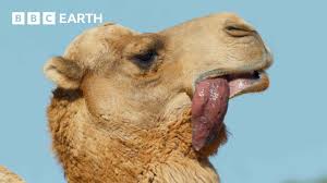 Image result for camel