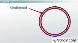 We did not find results for: The Fluid Mosaic Model Of The Cell Membrane What Is The Fluid Mosaic Model Video Lesson Transcript Study Com