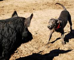 Available california puppies for sale. Blue Lacy Puppies For Sale Blue Lacy Dog Breeders