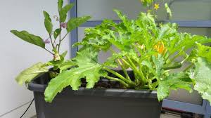 Gurken benötigen viel wärme, wasser und licht, die beste zeit ist ab mitte mai. Zucchini Auf Dem Balkon Anbauen Gemuse Balkon