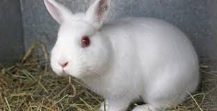 Cosa comporta adottare un coniglio nano? Coniglio Ermellino Caratteristiche E Informazioni