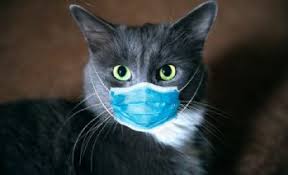 Kedi Haberleri Timeturk Haber