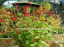 Polygonum Amplexicaule Var Pendulum 32 Pepiniere De Plante Plante Vivace Jardins