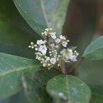 Image result for Maesa lanceolata