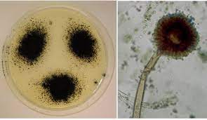 Niger is used for waste management and biotransformations. Aspergillus Niger Creative Biolabs