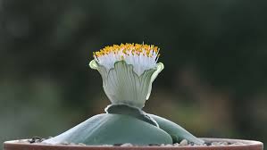 Image result for Hesperantha longicollis