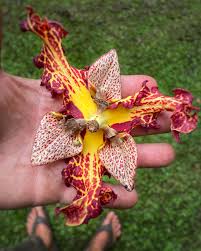 Image result for Monodora