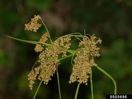 bulrush Scirpus spp.