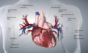 Simple Diagram Of The Heart Heart Diagram Arteries Vena