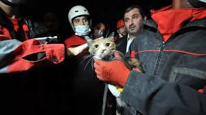 Arama Kopegi Bob Un Enkazda Buldugu Kedi Kurtarildi Son Dakika Haberleri