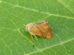 Image result for Apoda limacodes