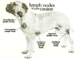 Dogs don't always express pain through whimpering. 13 Best Lymphoma In Dogs Ideas Lymphoma In Dogs Lymphoma Dog Cancer