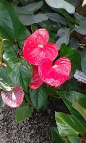 Pin By Elizabeth Wieczkowski On Flores Anthurium Flower Vases Flowers