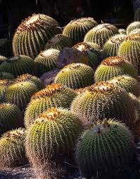 In lieu of buying my mama cut flowers this year, i am thinking it would be fun to make her a sweet plant arrangement. Cacti Euphorbias Ganna Walska Lotusland