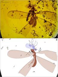 Where are the springtail nests? Fossil Amber Reveals Springtails Longstanding Dispersal By Social Insects Biorxiv