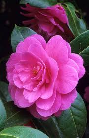 Camellia Williamsii Ballet Queen Fotografia De John Glover Uno De Los Primeros Y De Los Mas Importantes Fotogr Beautiful Flowers Flower Names Camellia Plant
