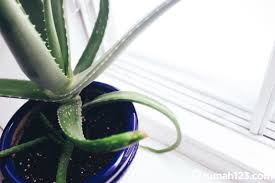 Tanaman apotik hidup cengkeh memiliki kandungan antibakteri, antioksidan, anestesi, dan anti inflamasi, sangat membantu untuk meredakan rasa nyeri pada gigi. 8 Jenis Apotik Hidup Yang Mudah Ditanam Di Rumah Serta Manfaatnya Rumah123 Com