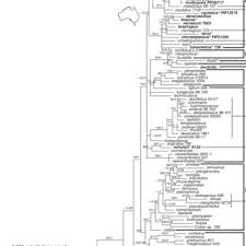 Image result for Croton longipedicellatus